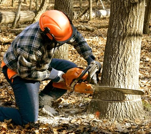 Tree Removal in Webberville, MI